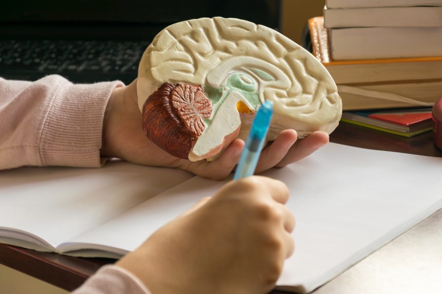 A Level Psychology student learning about the anatomy and structure of the human brain.