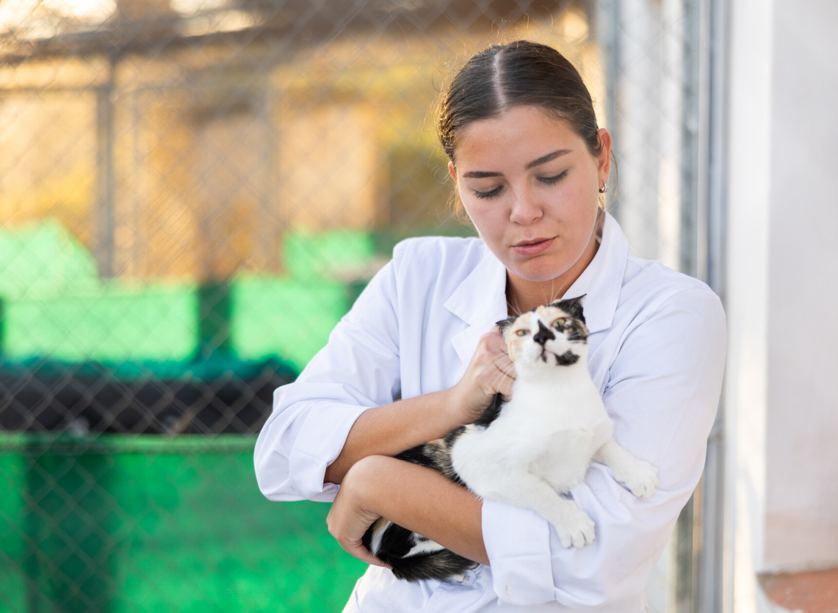 Female student volunteering at a vet practice for a supercurricular activity.